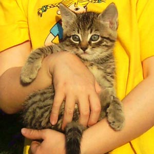 Katze im Streichelzoo